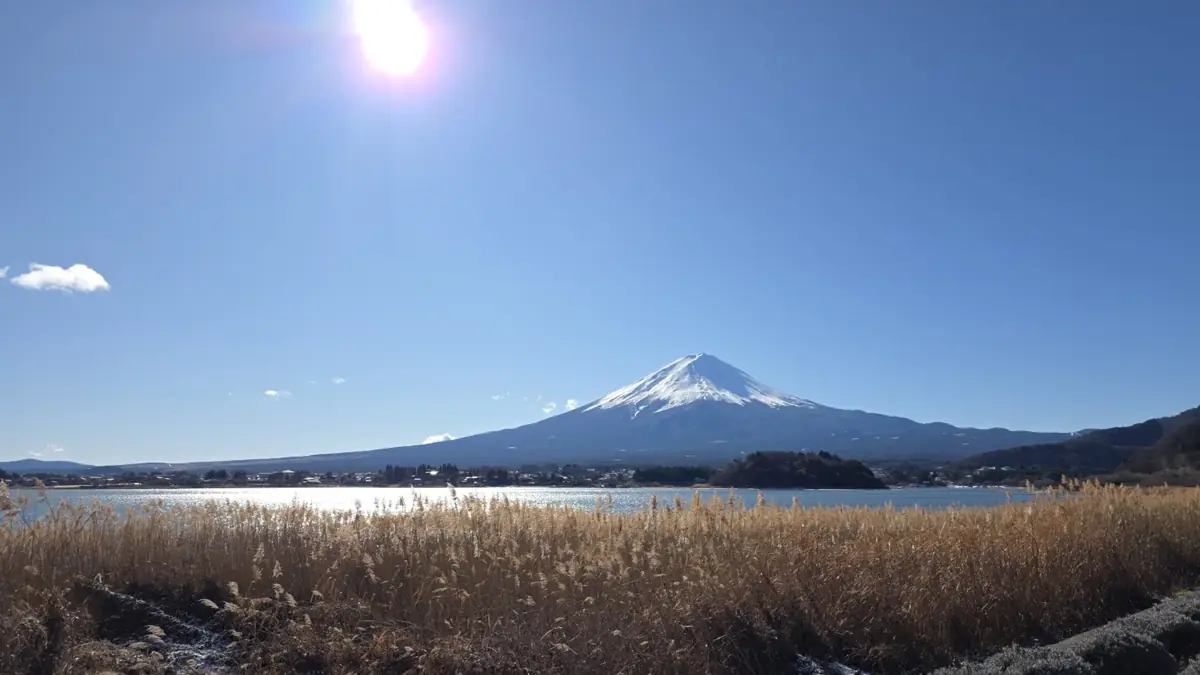 Snow-covered Mount Fuji across Lake Kawaguchiko and winter reeds at Oishi Park