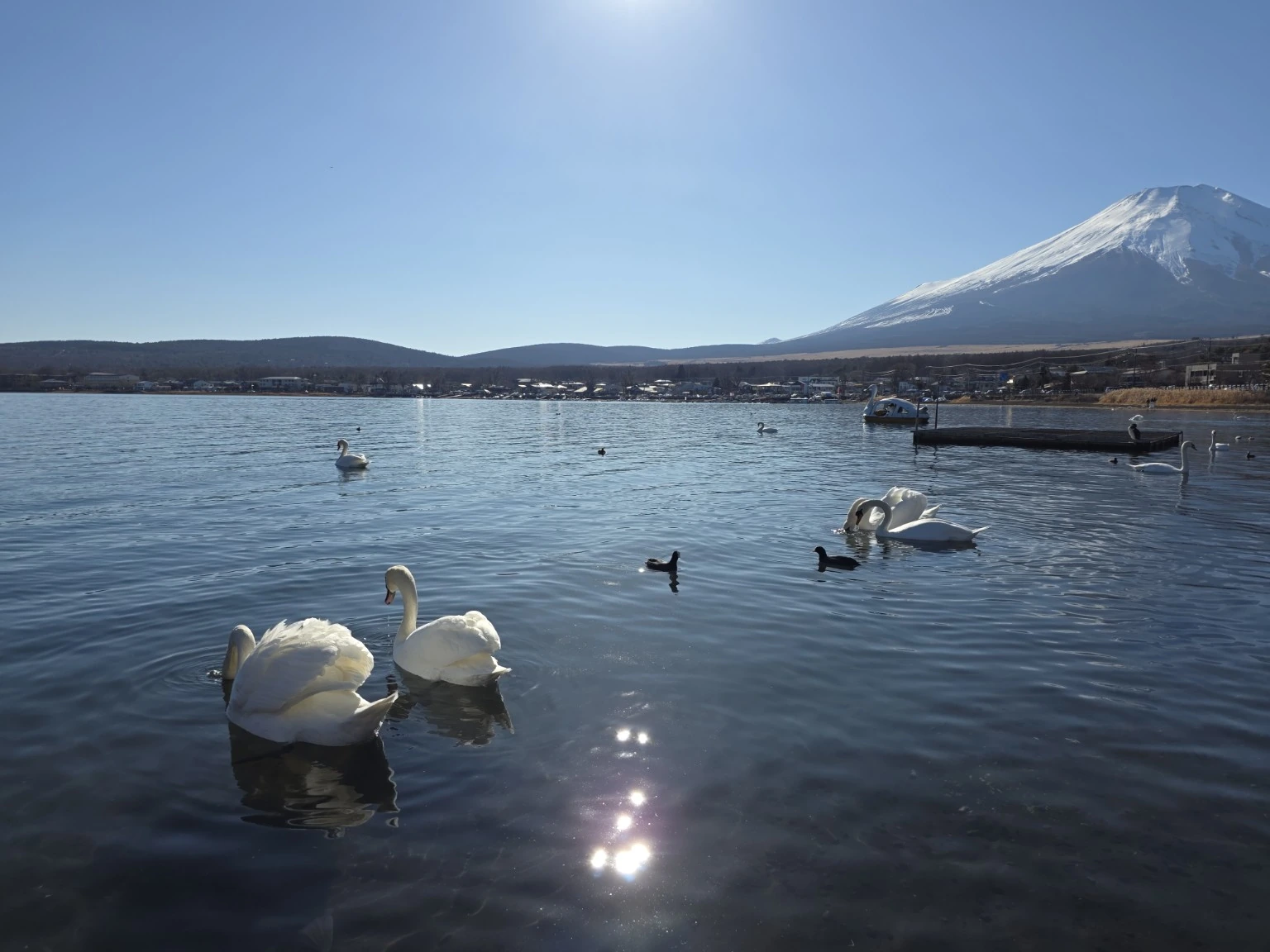 Mute swans on Lake Yamanaka with snow-covered Mount Fuji beyond them on a clear winter afternoon